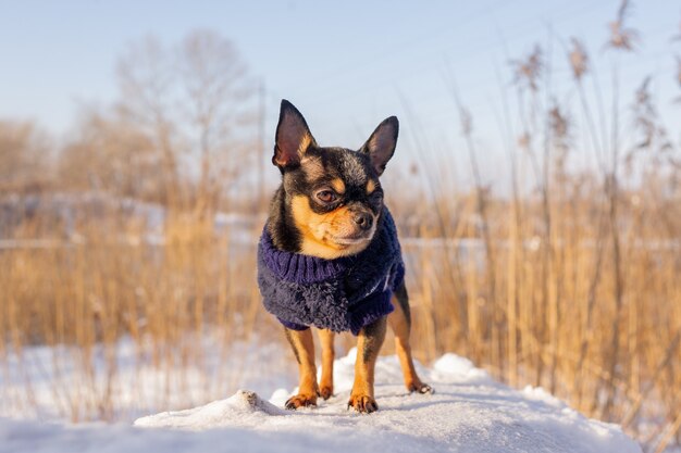 Chihuahua chodzenie po śniegu. Chihuahua w zimowe ubrania na śniegu