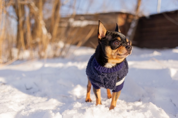 Chihuahua chodzenie po śniegu. Chihuahua w zimowe ubrania na śniegu