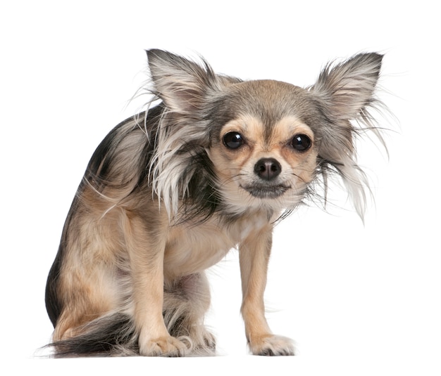 Chihuahua długowłosy wyglądający