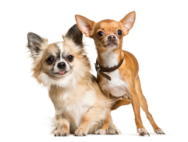 Chihuahua Dogs sitting together