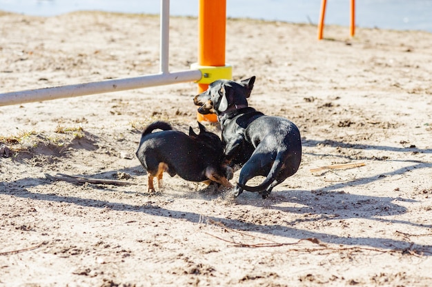 Chihuahua i jamnik bawią się w piasku. Jamnik i Chihuahua są na zewnątrz. psy na spacer