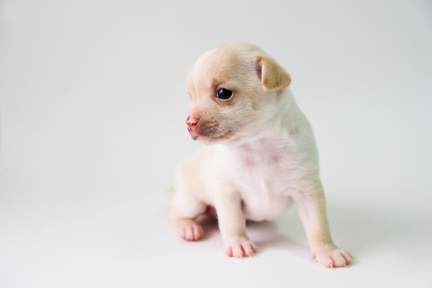 Chihuahua jest białym cukrem, jeden miesiąc, na białym tle.