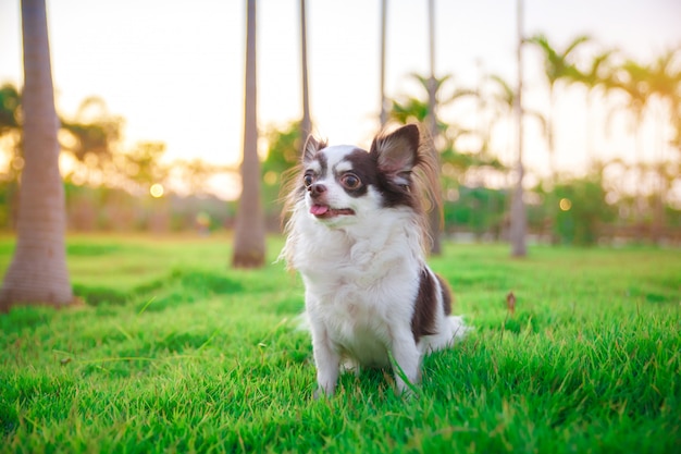 Chihuahua kłama i relaksuje na trawie w ogródzie z pogodnym wiosna dniem. Ciepłe wiosenne kolory.