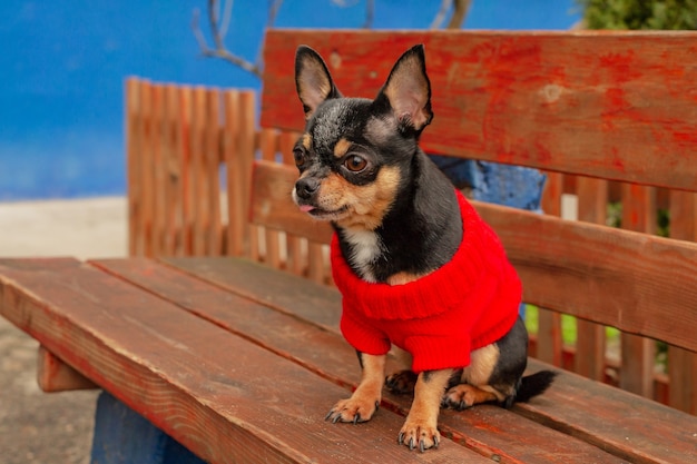 Chihuahua. Mały chihuahua w parku. Zwierzę w ubraniu. Sweter Chihuahua Dog Black Street. Śnieg