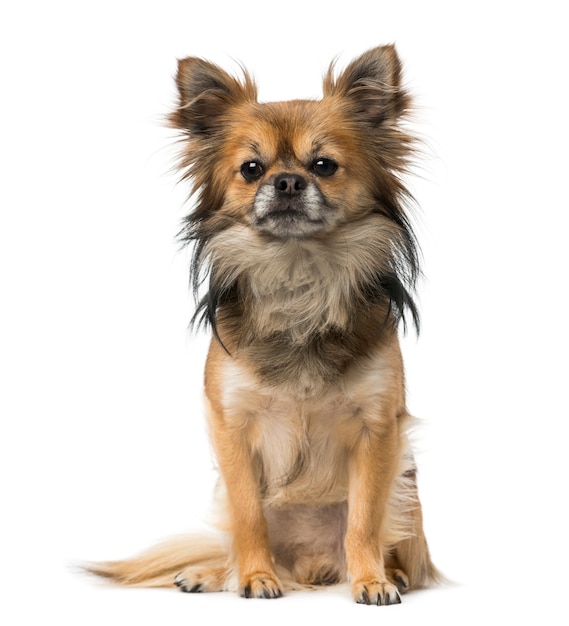 Chihuahua na białym tle