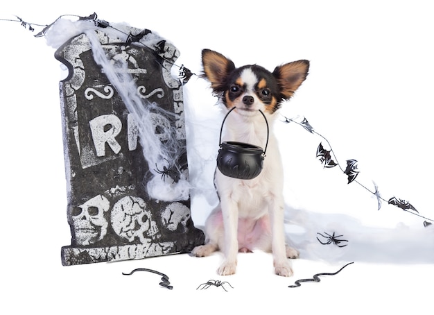 Chihuahua na Halloween z wystrojem nagrobka na białym na białym tle