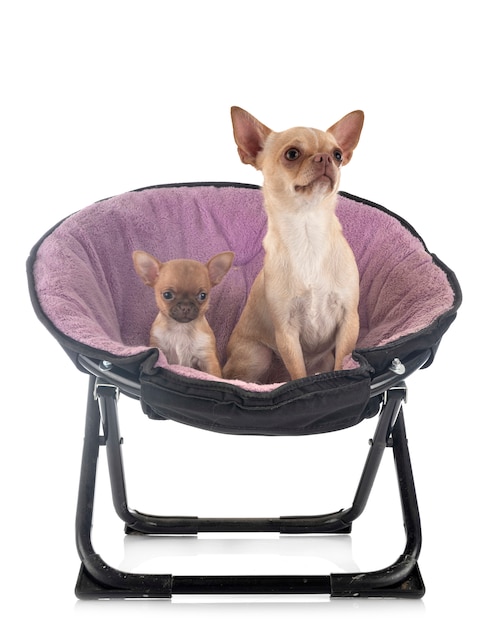 Chihuahua na krześle odizolowywającym