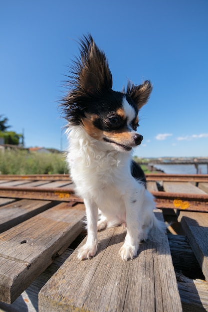 Chihuahua na pontonie rybackim