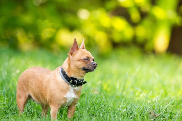 Chihuahua pies na trawie