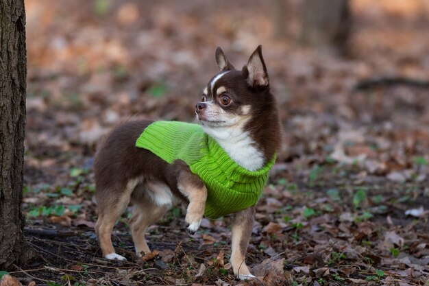 Chihuahua pies na trawie