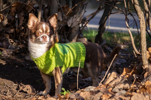 Chihuahua pies na trawie