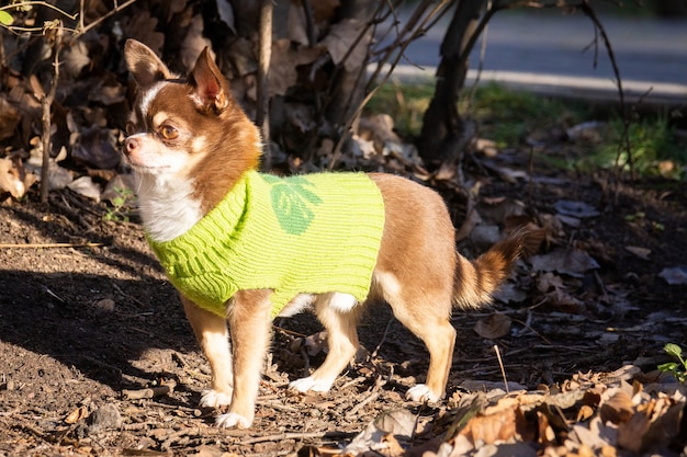 Chihuahua pies na trawie