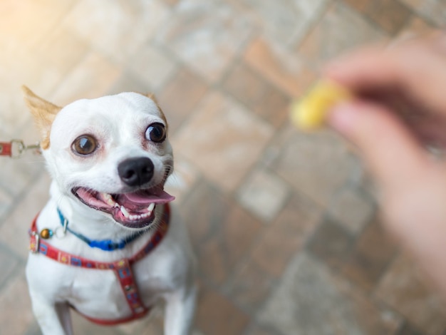 Zdjęcie chihuahua pies przygotowywający dla spaceru z smyczem z właścicielem daje jedzeniu