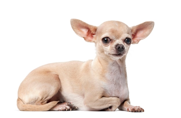 Chihuahua przed białą ścianą