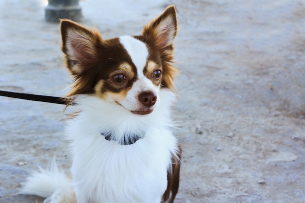 Chihuahua Psi Obsiadanie Na Białej Piasek Plaży