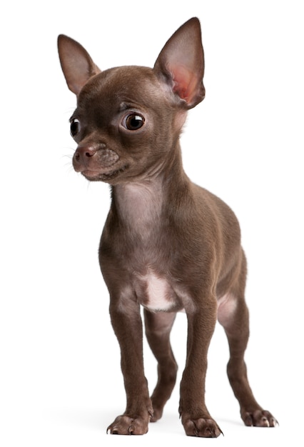 Chihuahua Puppy w wieku 10 tygodni. Portret psa na białym tle