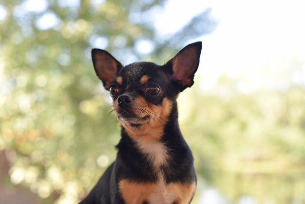 Chihuahua Siedzi Na ławce. ładny Brązowy Pies Chihuahua