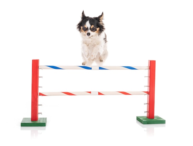 Chihuahua skaczący przeszkodę agility na białym tle