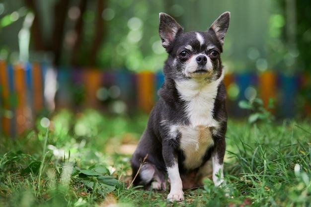 Chihuahua szczeniak siedzi na trawie