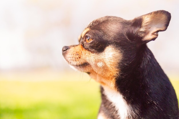 Chihuahua tricolor czarny biały brązowy profil na tle przyrody Portret zwierzaka na spacerze