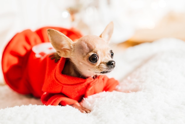 Chihuahua w noworocznym wnętrzu. Mały pies leży na blacie. Wokół świąteczne zabawki, ozdoby.