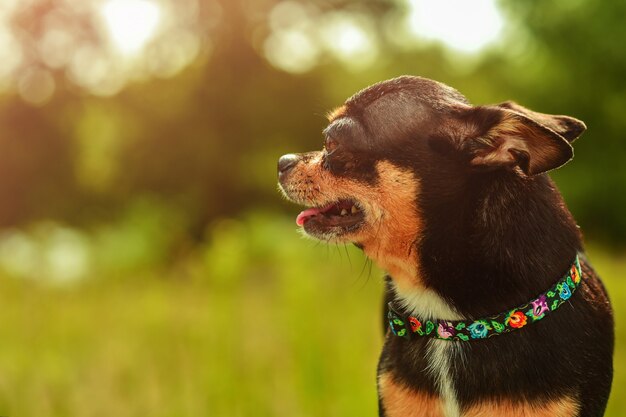 Chihuahua w profilu na zielonym trawniku przy słonecznej pogodzie. Czarny pies z opalenizną. Uszy cofnięte.