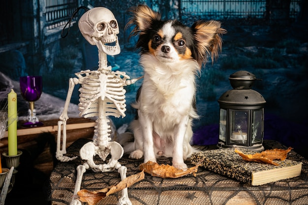 Chihuahua w scenerii Halloween ze szkieletami