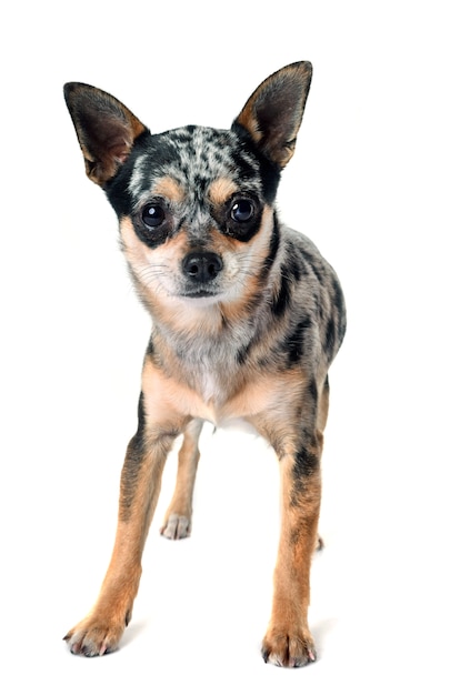 chihuahua w studio