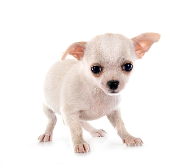 Chihuahua W Studio