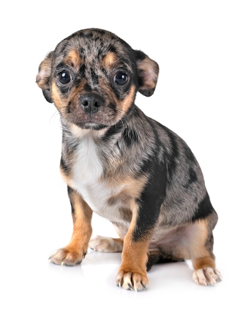 chihuahua w studio