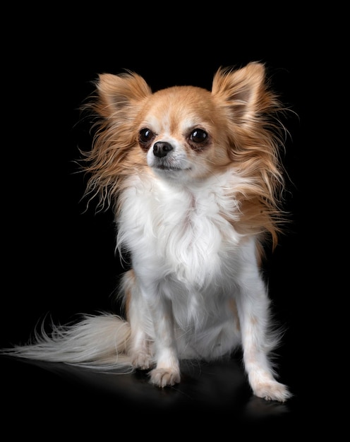 Chihuahua w studiu
