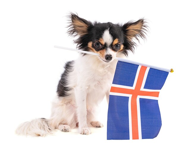 Chihuahua z flagą Islandii na na białym tle