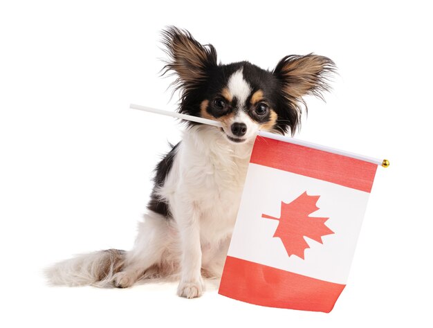 Chihuahua z kanadyjską flagą