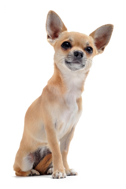 Chihuahua Z Krótkimi Włosami