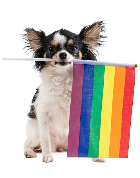 Chihuahua z tęczową flagą LGBT