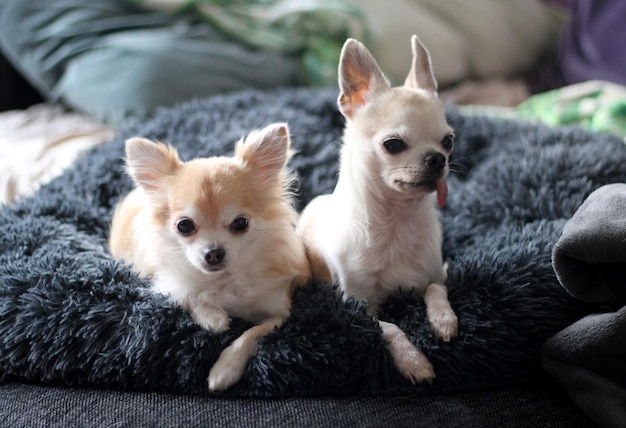 Zdjęcie chihuahuas deszczowe i słoneczne