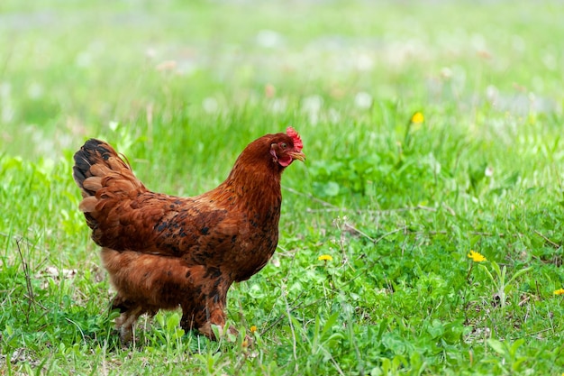 Chiken Z Bliska Na Tle Zielonej Trawy Gospodarstwa