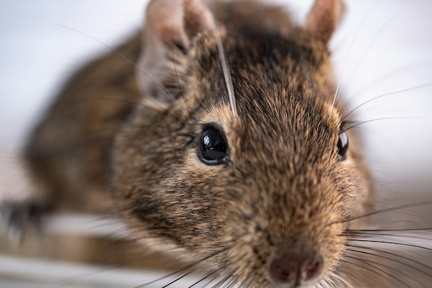 Chilijska Wiewiórka Degu