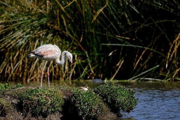 Chilijski flaming Phoenicopterus chilensis