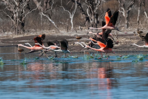 Chilijskie flamingi gromadzą się w locie Patagonia Argentina