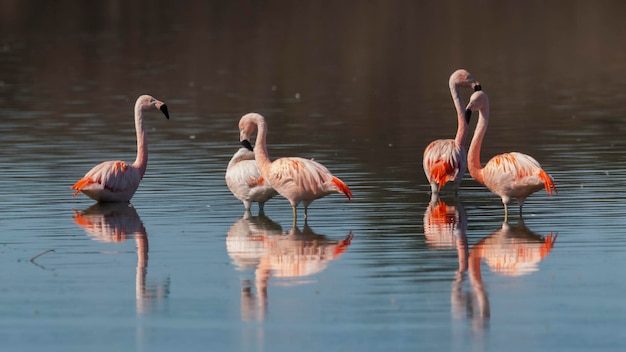 Chilijskie flamingi gromadzą się w środowisku laguny Patagonia Argentina