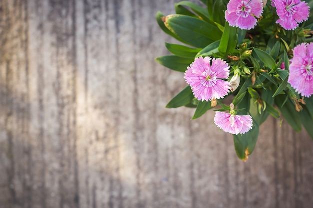 China Pink, Indian Pink flower.