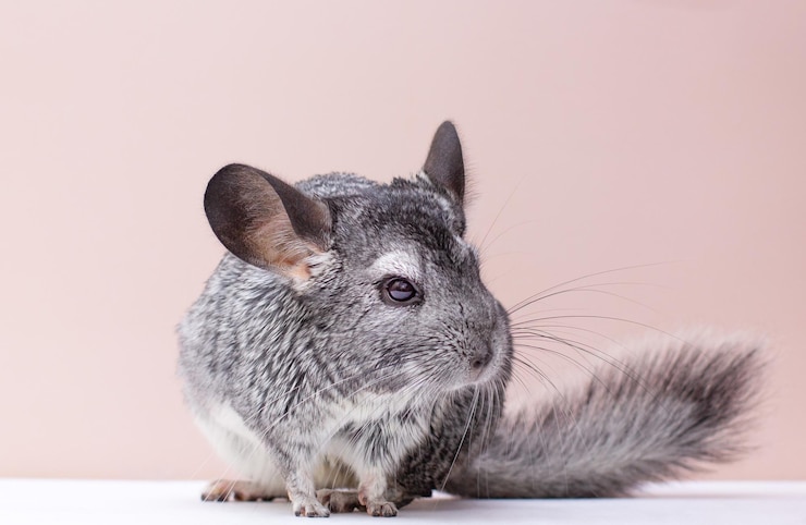 Zdjęcie chinchilla na różowym tle