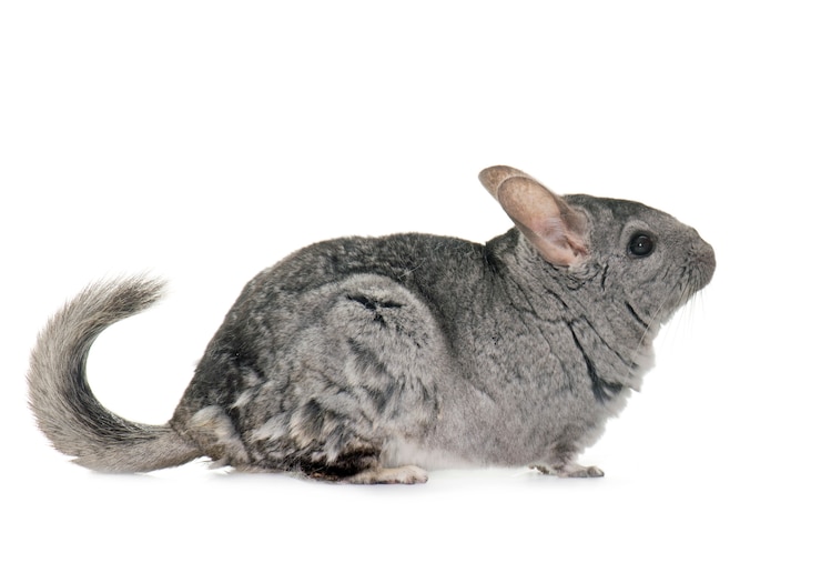 Zdjęcie chinchilla w studiu