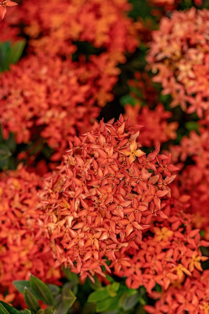 Chińska roślina Ixora Kwiat gatunku Ixora chinensis