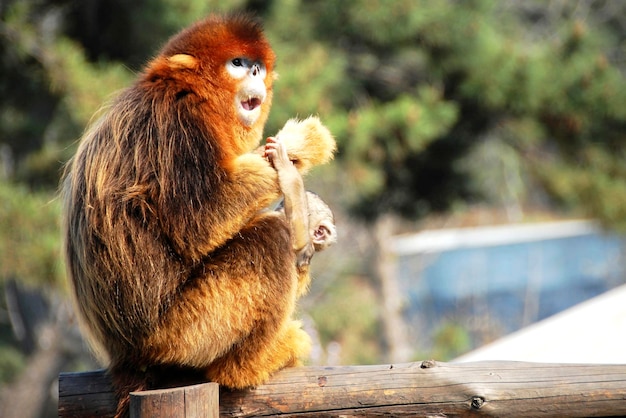 Chińska śliczna brzydka małpa Golden Monkey z zadartym nosem