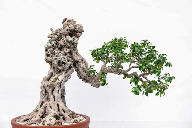 Chińska sztuka bonsai na białym tle