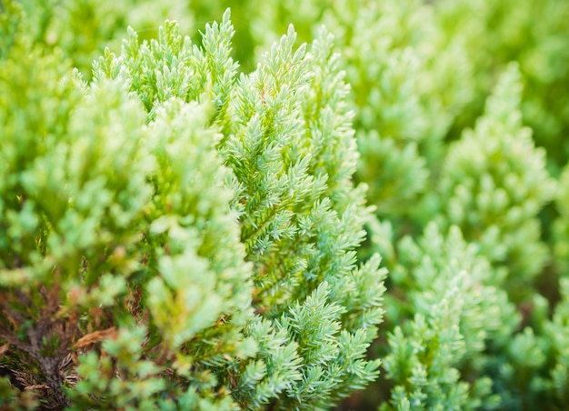 Chiński Arborvitae tło w ranku