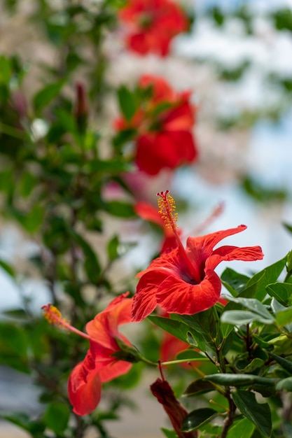 Chiński czerwony hibiskus - Hibiscus rosa-sinensis