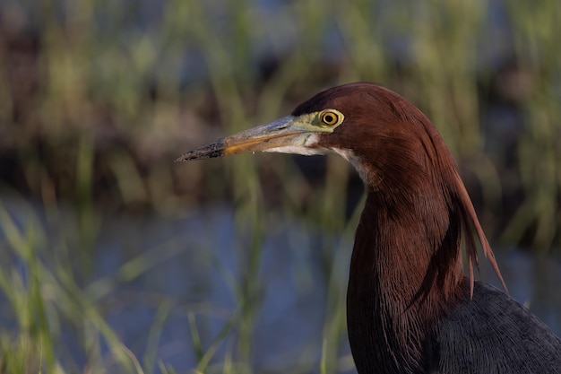 Chiński Pondheron Ardeola bachus Portret zwierzęcy